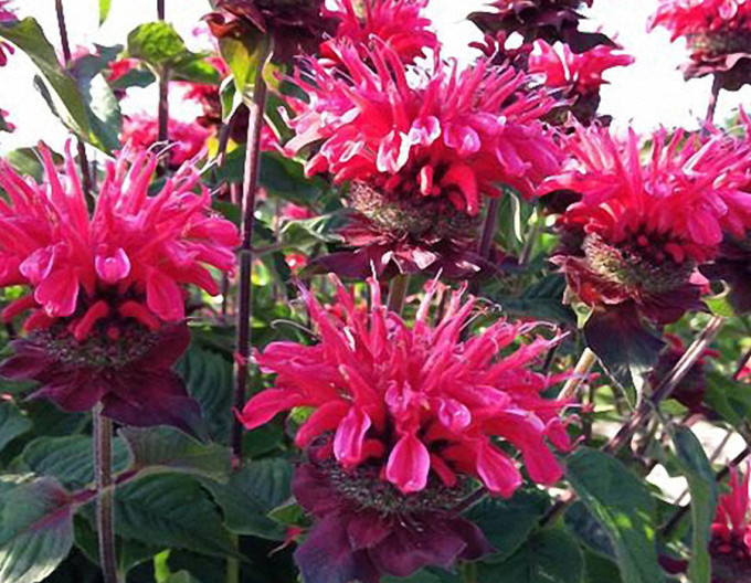 Monarda Bee-Happy