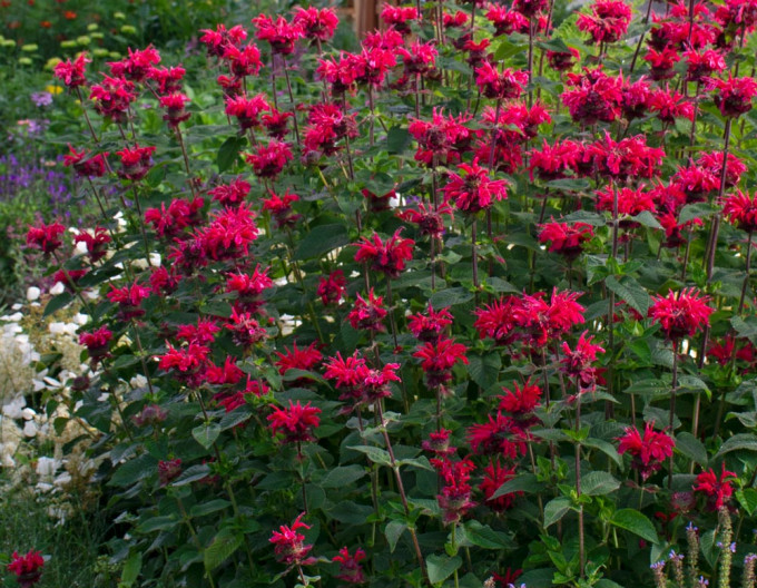 Monarda Bee-Happy
