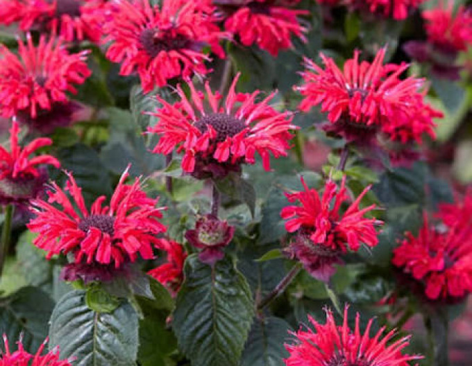Monarda Bee-Happy