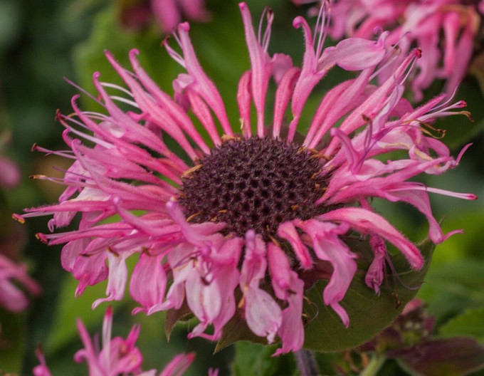 Monarda Bee-Lieve