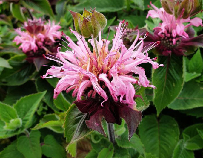 Monarda Bee-Lieve