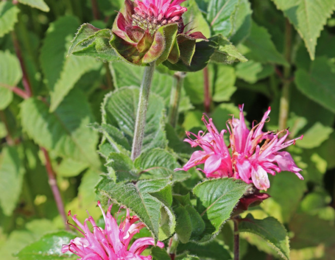 Monarda Bee-Lieve