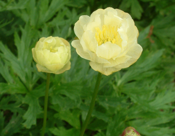 Trollius ´Alabaster´