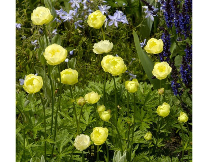 Trollius ´Alabaster´