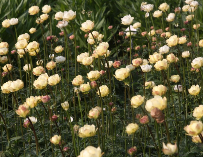 Trollius ´Alabaster´