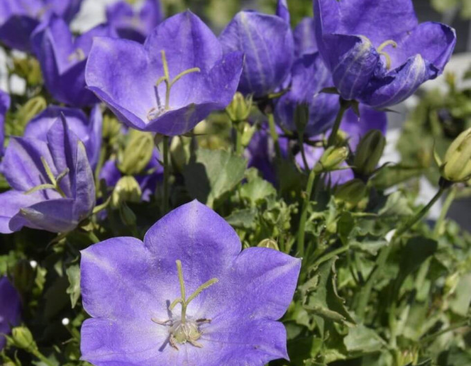 Campanula ´Pearl Deep Blue´