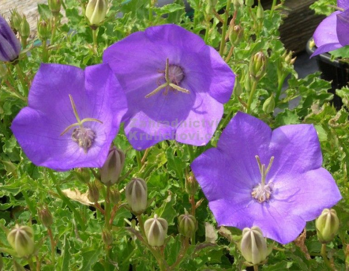 Campanula ´Pearl Deep Blue´