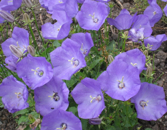 Campanula ´Pearl Deep Blue´