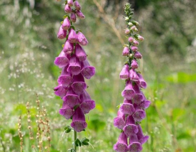 Digitalis  Pollux Purple