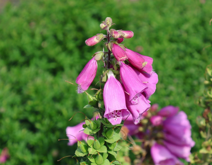 Digitalis  Pollux Purple