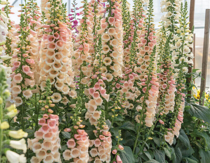 Digitalis  Pollux Peach