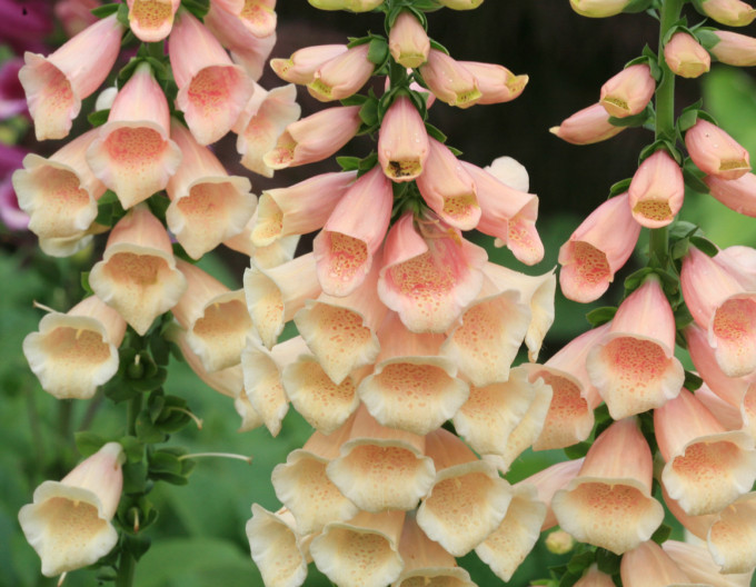 Digitalis  Pollux Peach