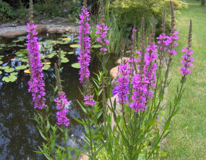 Lythrum salicaria  ´Pink´