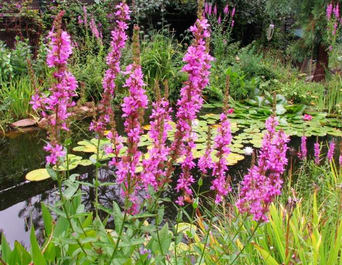 Lythrum salicaria  ´Pink´