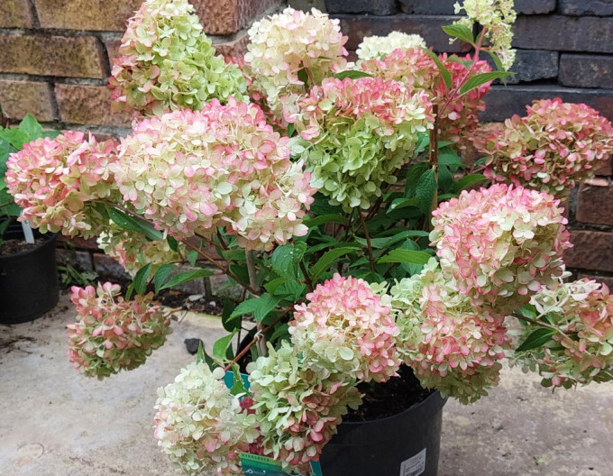 Hortensia Petite Flori