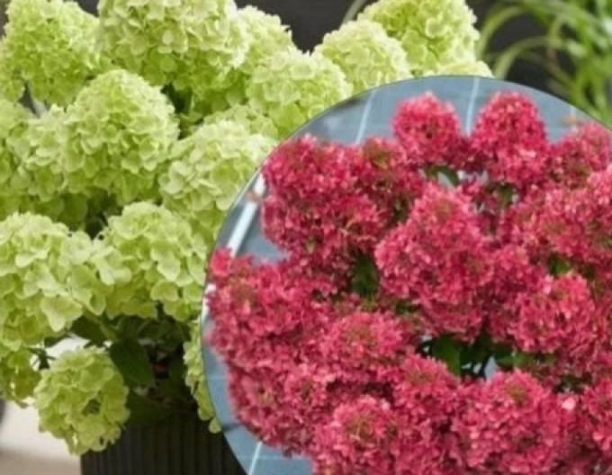 Hortensia Petite Flori