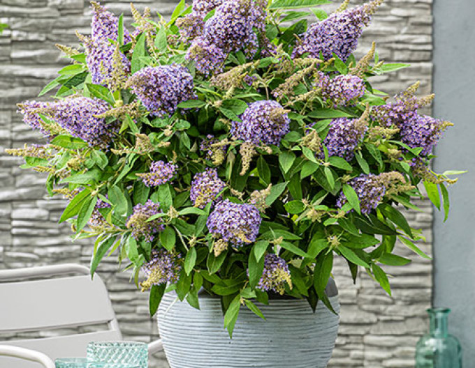 Budleja davidii Butterfly Candy Lila Sweetheart pitic
