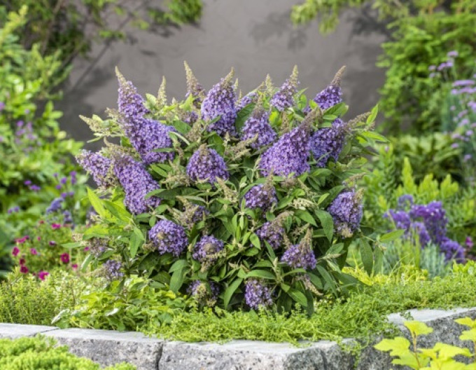 Budleja davidii Butterfly Candy Lila Sweetheart pitic