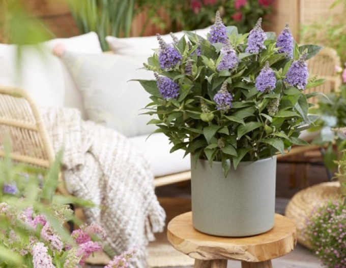 Budleja davidii Butterfly Candy Lila Sweetheart pitic