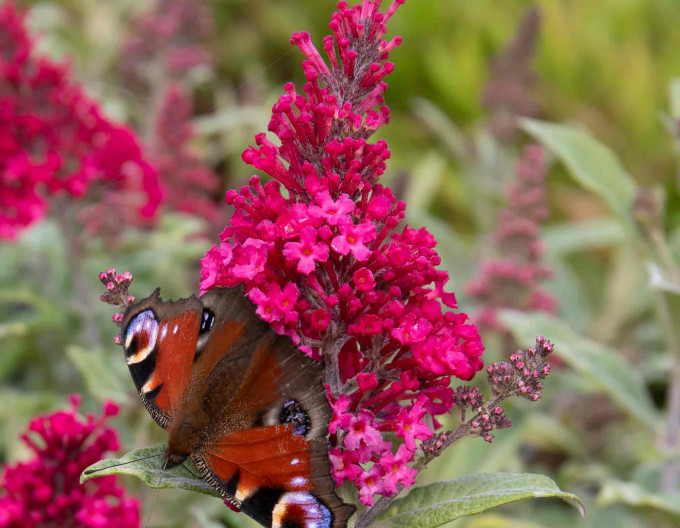 Budleja davidii Butterfly Candy Little Ruby pitic