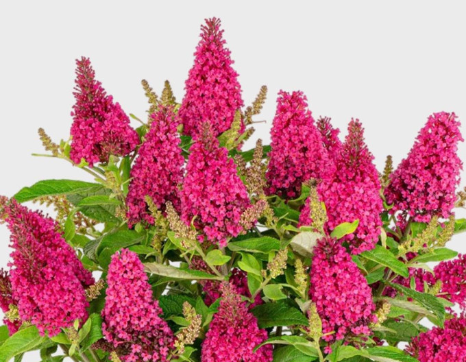 Budleja davidii Butterfly Candy Little Ruby pitic