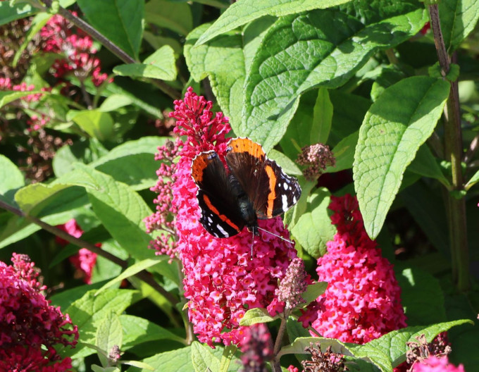 Budleja davidii Butterfly Candy Little Ruby pitic