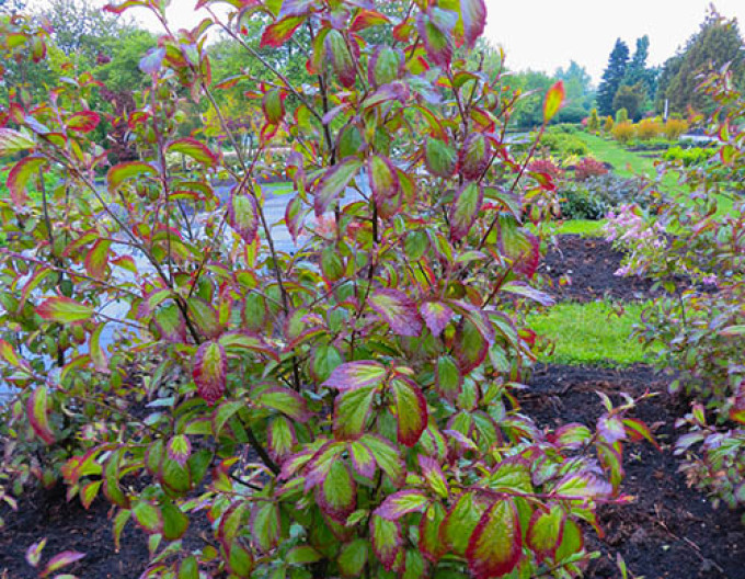 Parrotia Persian Spire