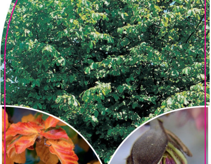 Parrotia Persian Spire