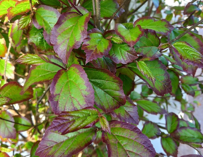Parrotia Persian Spire