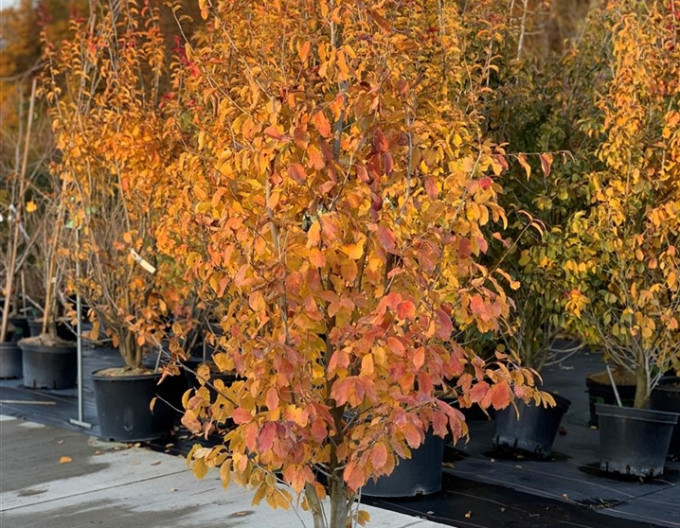 Parrotia Persian Spire