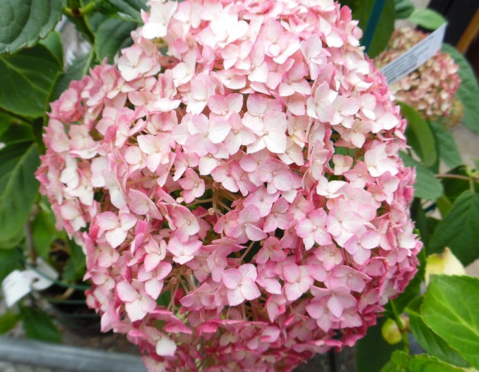 Hydrangea Candybelle Bubblegum 2l