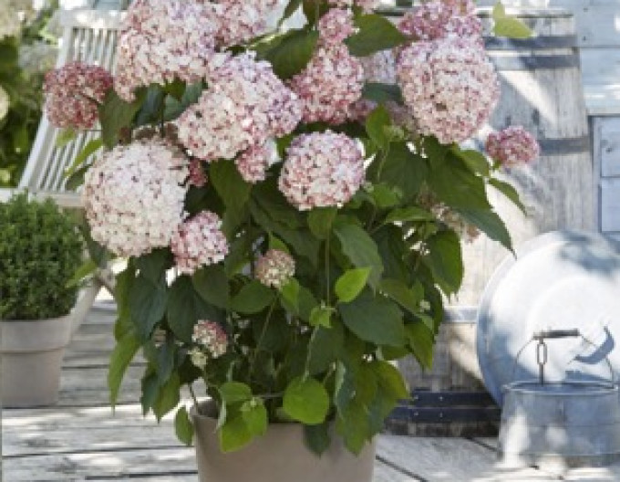 Hydrangea Candybelle Bubblegum 2l