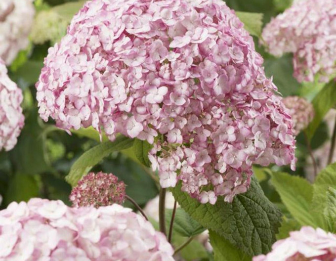 Hydrangea Candybelle Bubblegum 2l