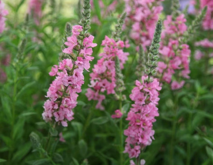Lythrum ´ Blush´