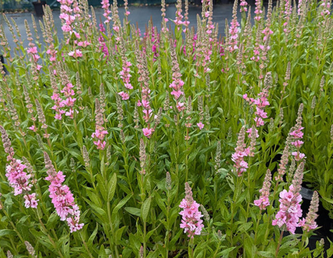 Lythrum ´ Blush´