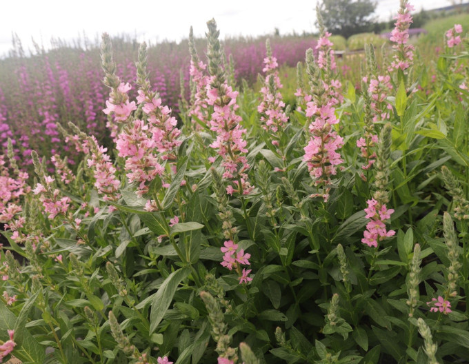 Lythrum ´ Blush´
