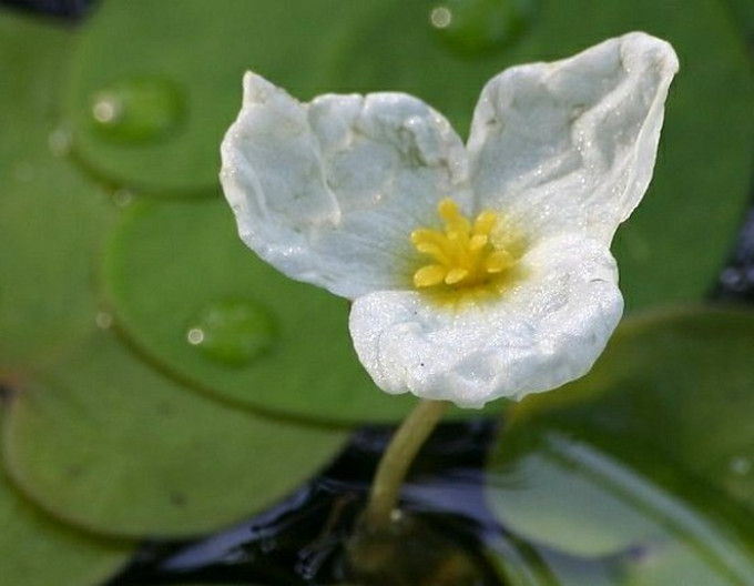 Hydrocharis morsus-ranae