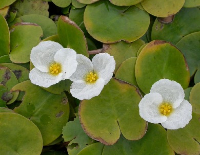 Hydrocharis morsus-ranae