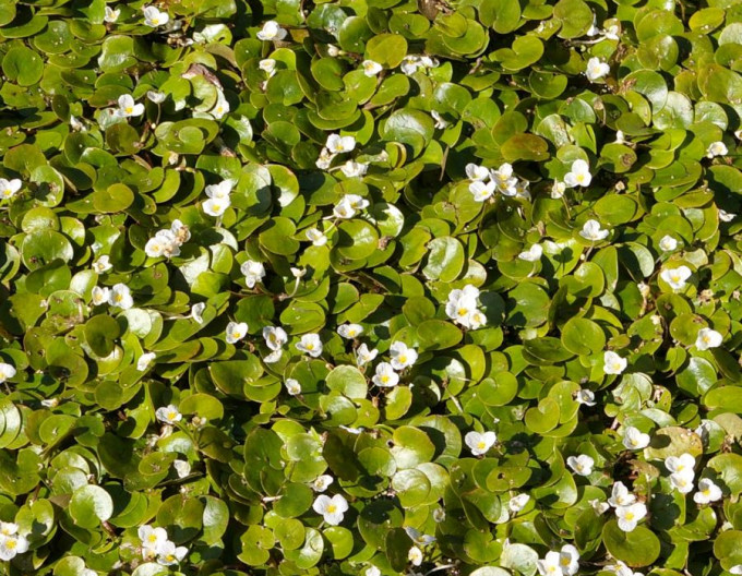 Hydrocharis morsus-ranae