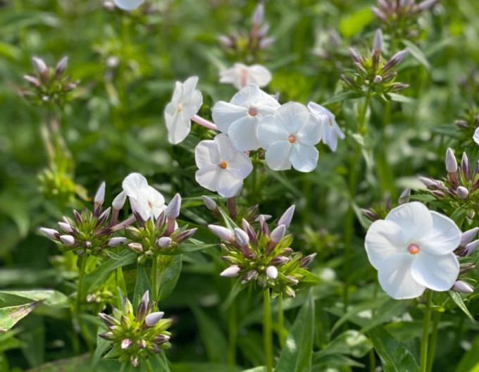 Phlox paniculata David 2l