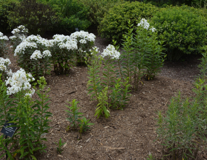 Phlox paniculata David 2l