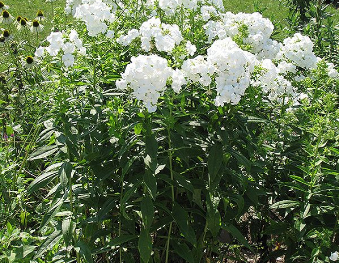 Phlox paniculata David 2l