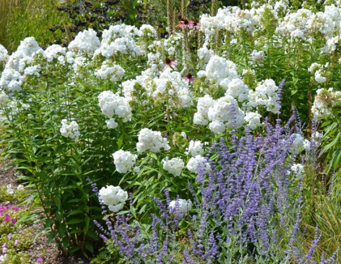 Phlox paniculata David 2l