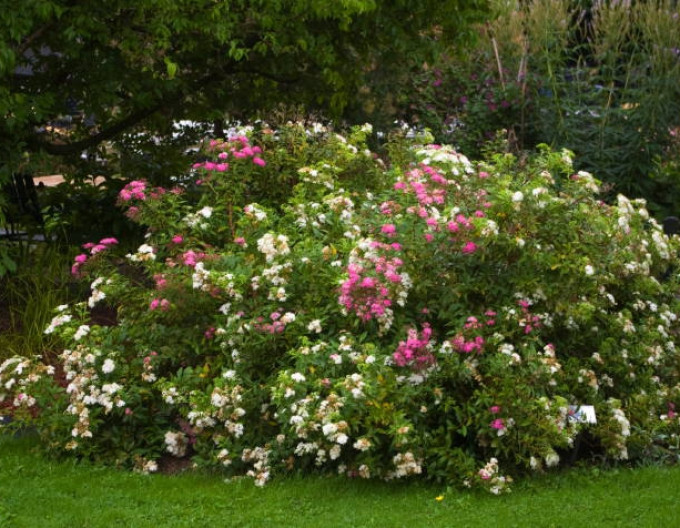 Spirea japonica Genpei 2l