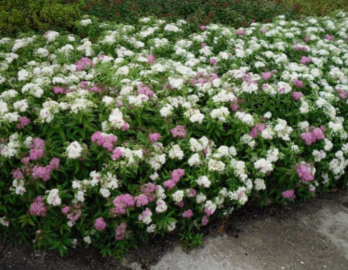 Spirea japonica Genpei 2l