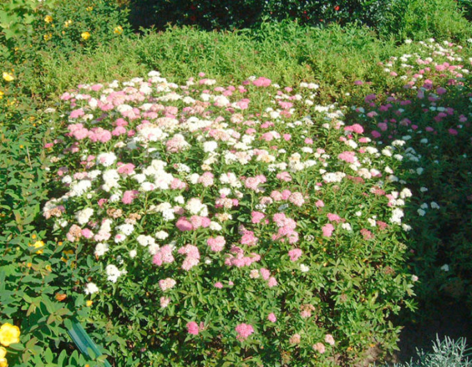 Spirea japonica Genpei 2l