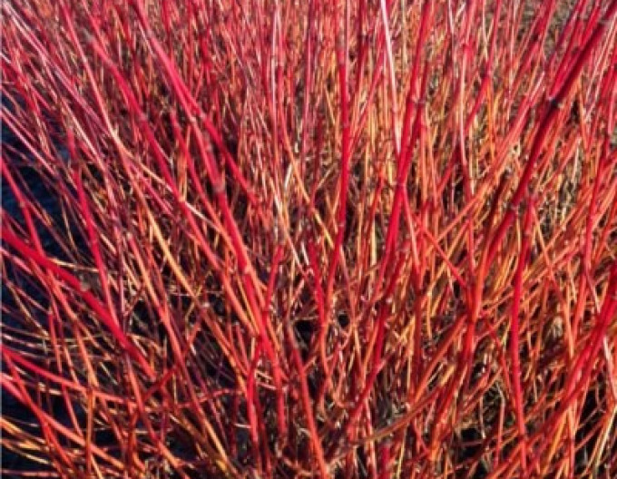 Cornus sericea ´Kelsey´ 2l