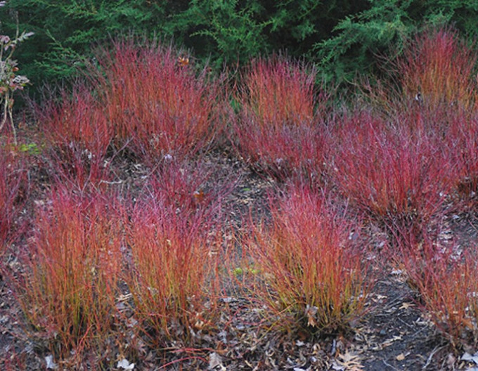 Cornus sericea ´Kelsey´ 2l