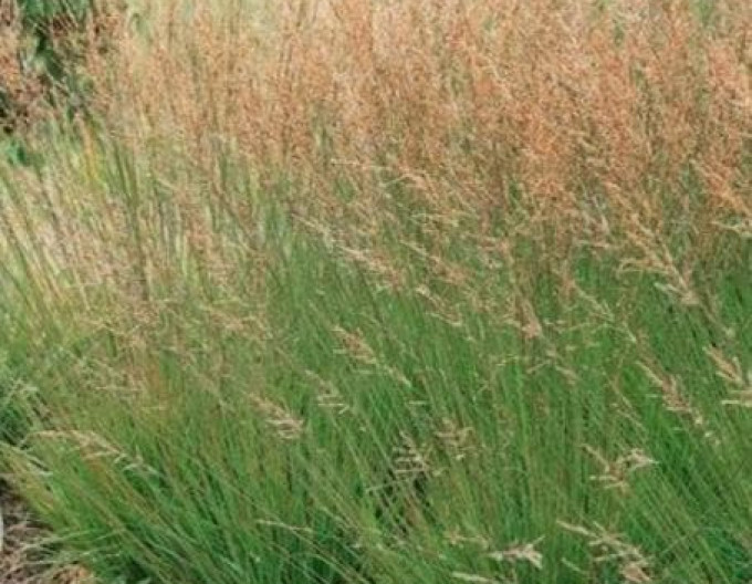 Molinia caerulea  Moorhexe 2l
