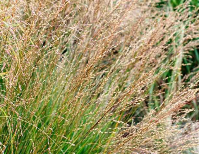 Molinia caerulea  Moorhexe 2l